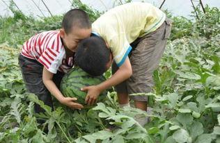 甘肃网红老头吃瓜事件,揭秘网络红人的争议瞬间  第2张